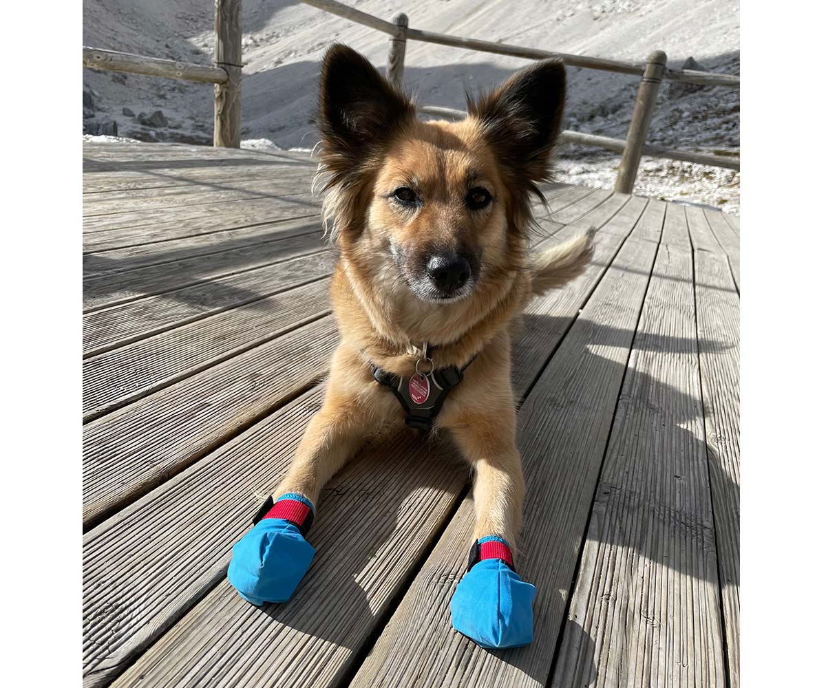 Luni macht Pause auf der Pisciadu-Hütte bei unserer Bergtour mit Hund in den Dolomiten