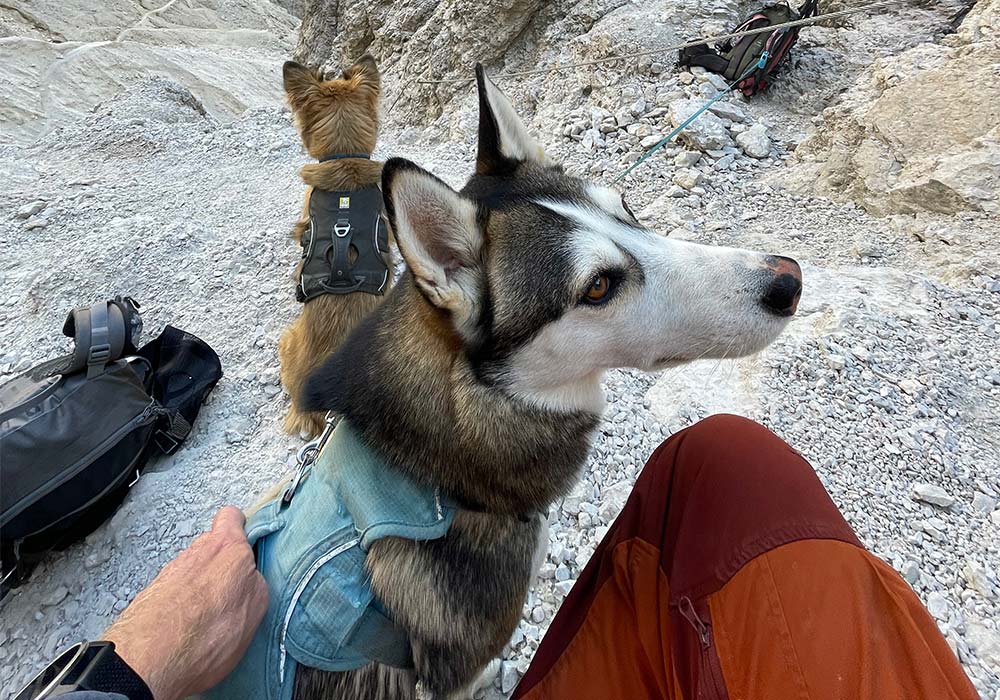 Hunde-Equipment und Hunde-Zubehör für Canitrail und Bergtouren bei Simply Outside